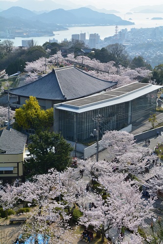 千光寺公園『さくら』