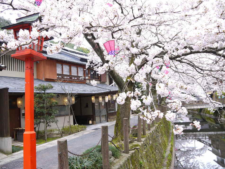 城崎の春〜桜