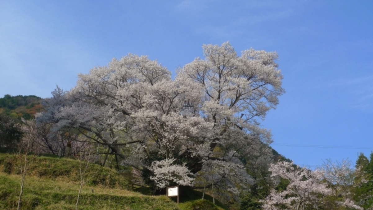 佛隆寺の千年桜