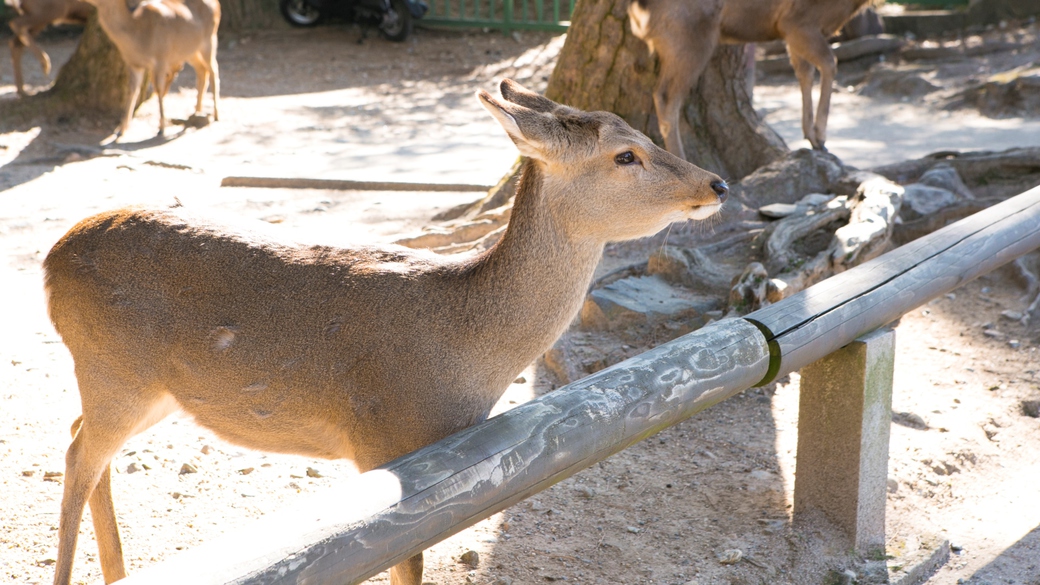国の天然記念物に指定されている奈良公園の鹿さん