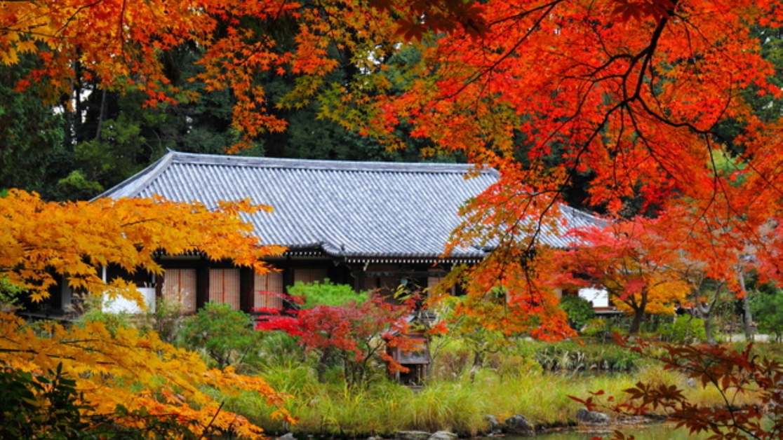 【秋】浄瑠璃寺の紅葉