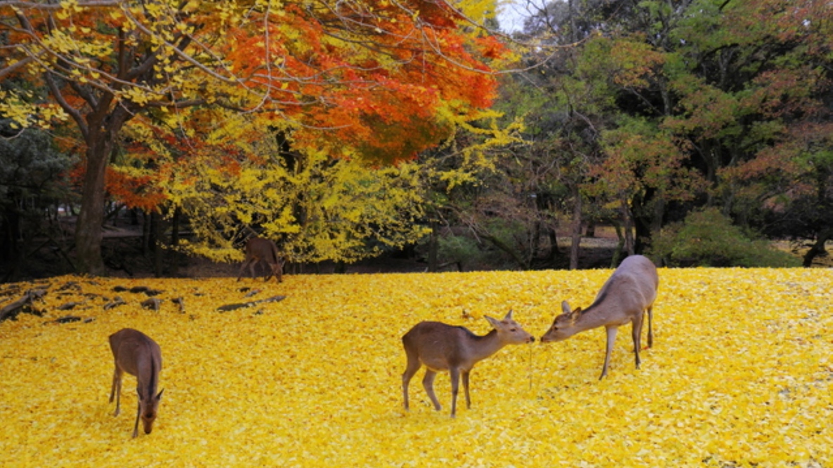 【秋】奈良公園の銀杏のじゅうたんと鹿たち