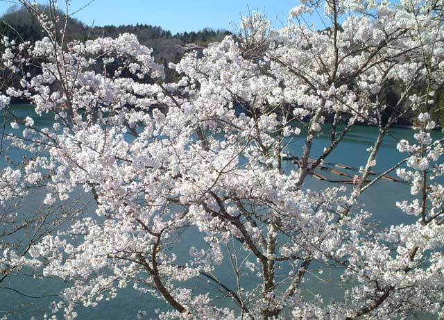 桜の写真