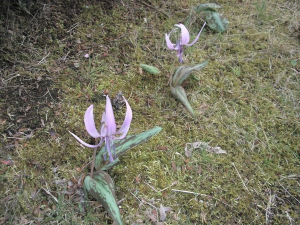 かたくりの花