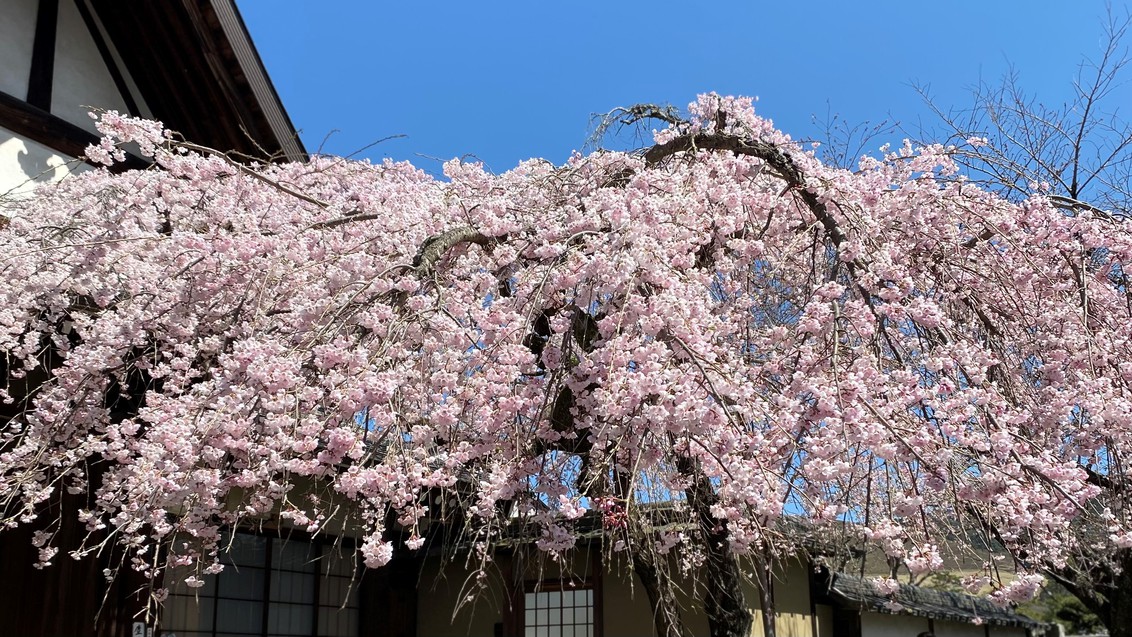 桜氷室神社