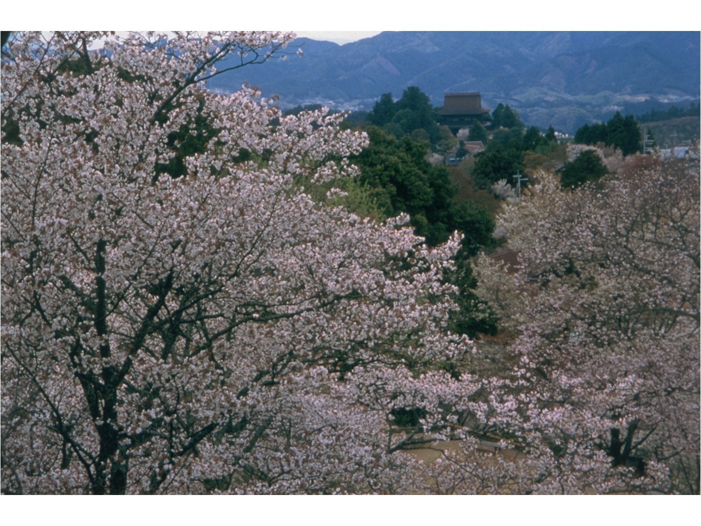 吉野山の桜：中千本