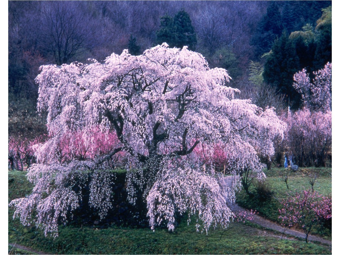 大宇陀の「又兵衛桜」