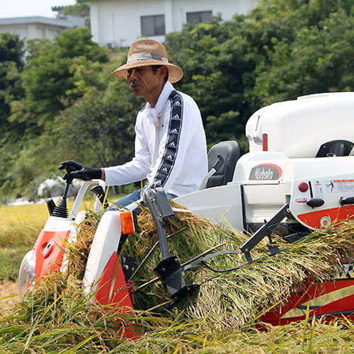 楽天-稲刈り500
