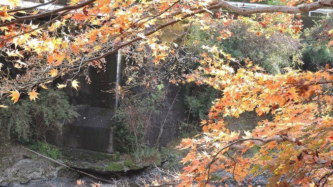 *【当館からの景色】日高川と紅葉