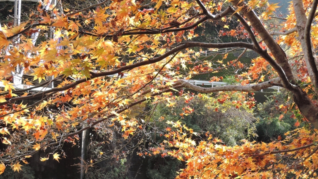 *【当館からの景色】日高川と紅葉