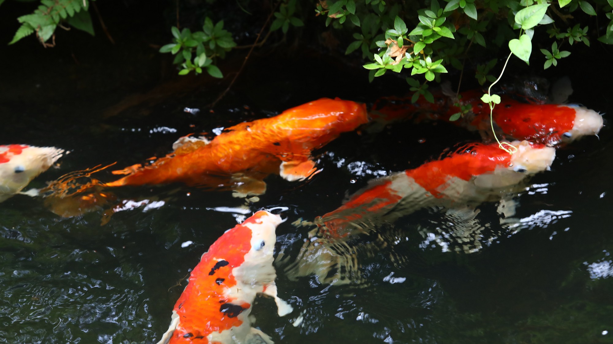 客室から望む日本庭園一例