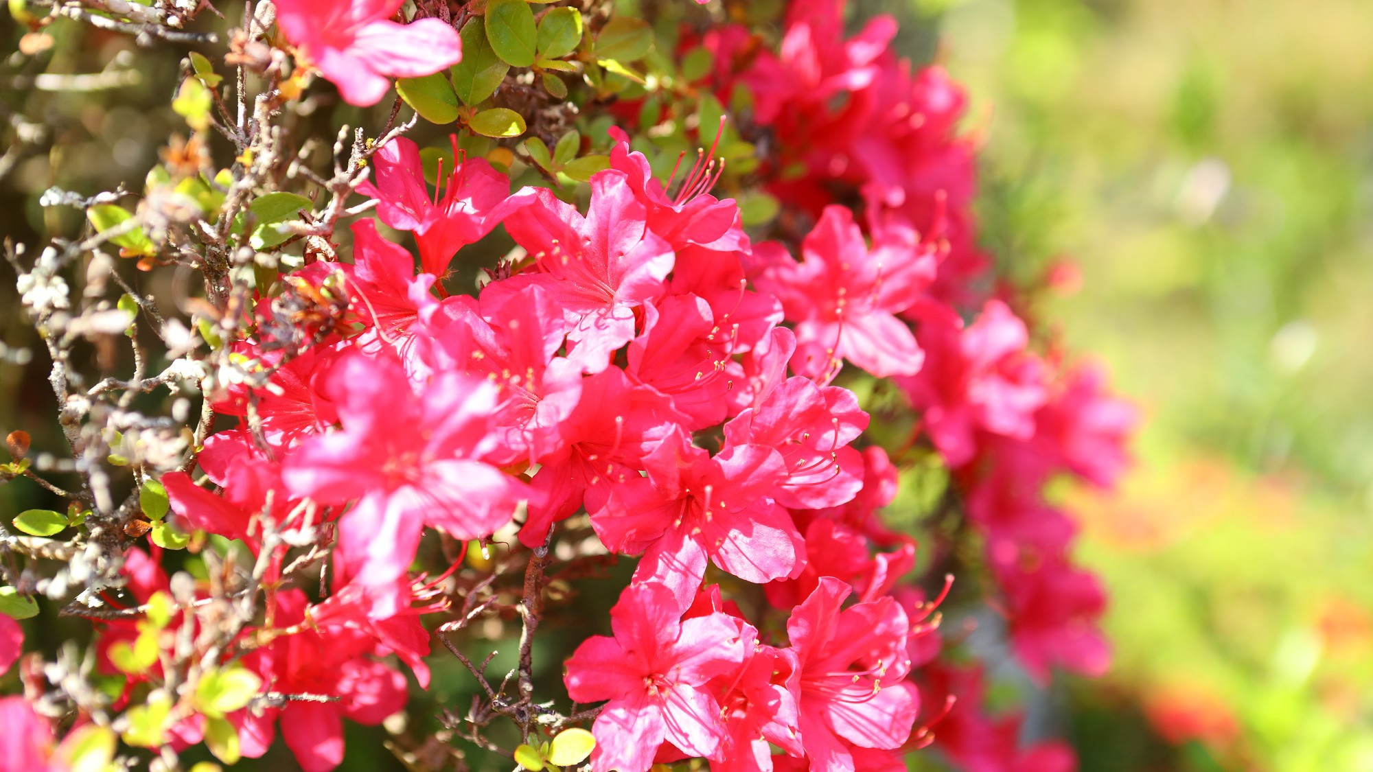  季節折々に咲く庭園の花。お部屋から見えないところに咲く花もありますので、是非探してみてください。