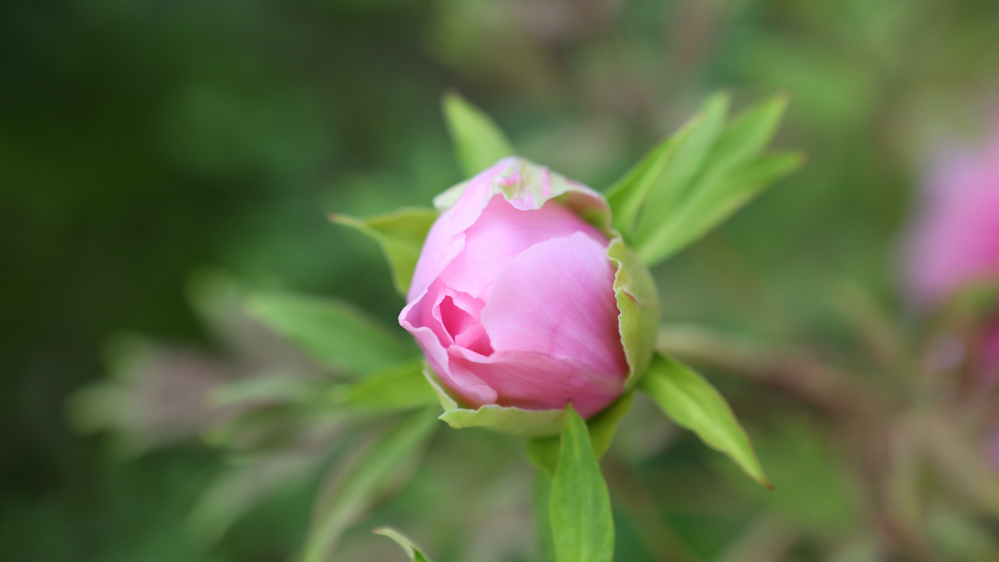  季節折々に咲く庭園の花。お部屋から見えないところに咲く花もありますので、是非探してみてください。