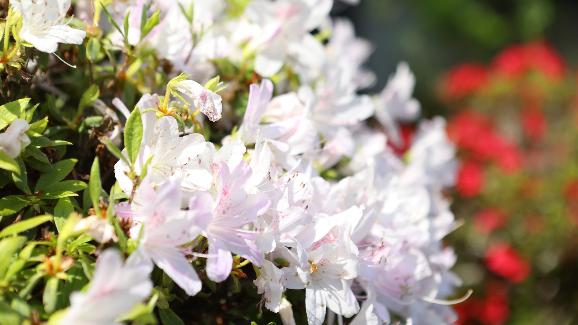  季節折々に咲く庭園の花。お部屋から見えないところに咲く花もありますので、是非探してみてください。