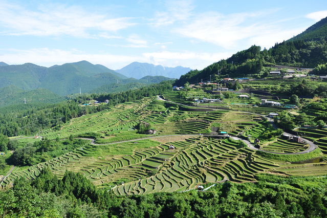 丸山千枚田（春）