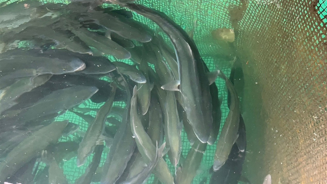 魚は漁港から旬の魚を仕入れています。