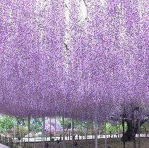 藤の花(あしかがフラワーパーク５月)藤の花はもはや説明不要♪全国から観光客が訪れます♪