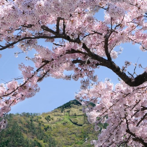 強羅公園桜