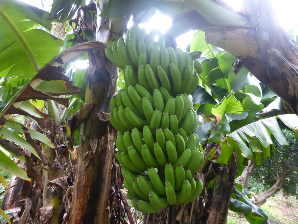 自社農園バナナ