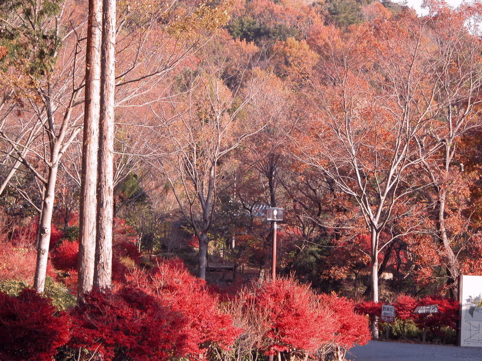 紅葉