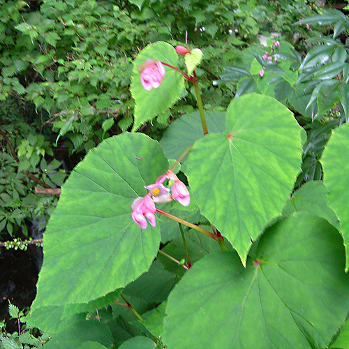 シュウカイドウ