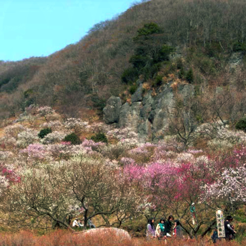 湯河原梅林