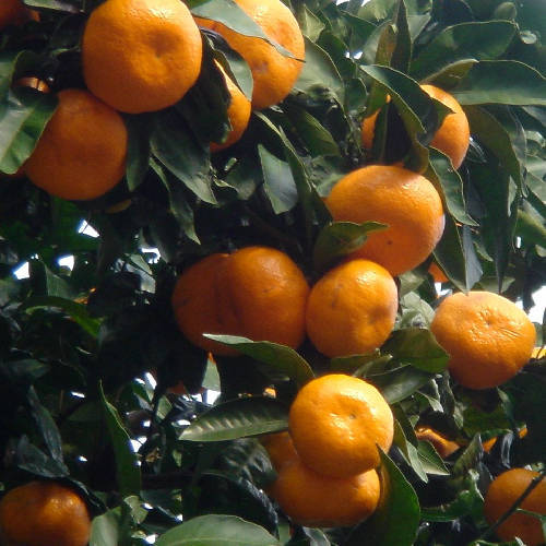 湯河原特産みかん