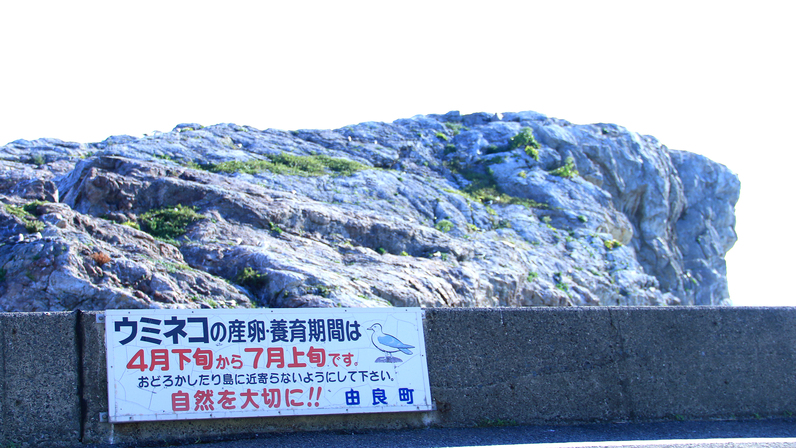 ウミネコのシーズンはたくさんのウミネコが白崎海岸にやってきます♪