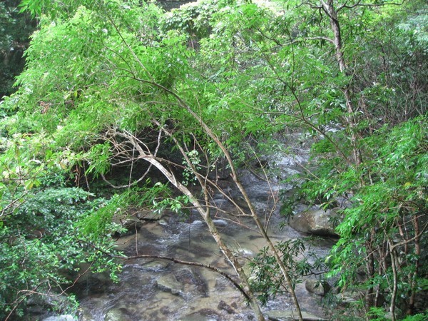 奥深い緑と自然豊かなやんばるの森・・・やんばるツアー