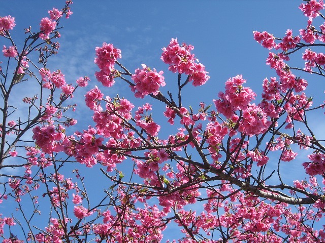 今帰仁グスク桜祭り！鮮やかなピンクの寒緋桜！