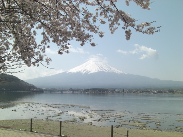 【四季の富士】桜と富士