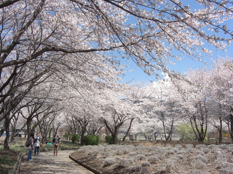 八木崎公園の桜