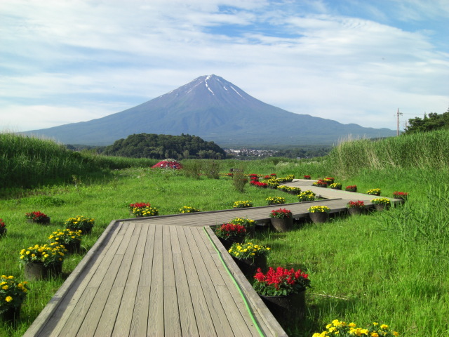 【四季の富士】大石公園の夏の富士
