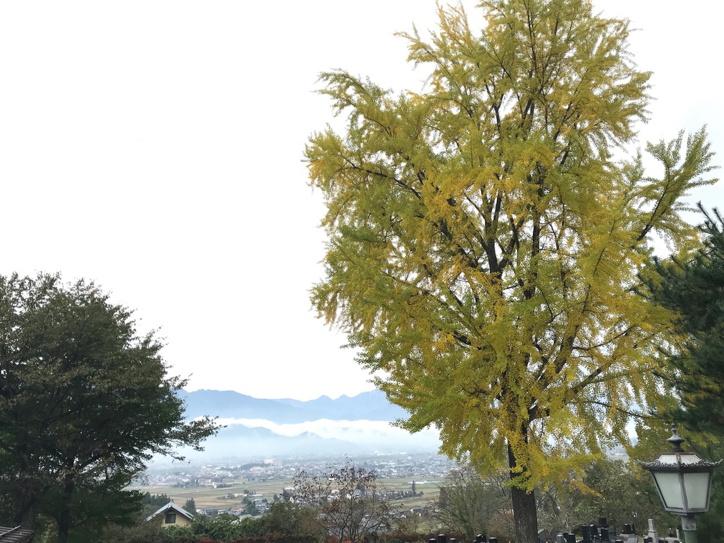 長福寺大イチョウ10月下旬