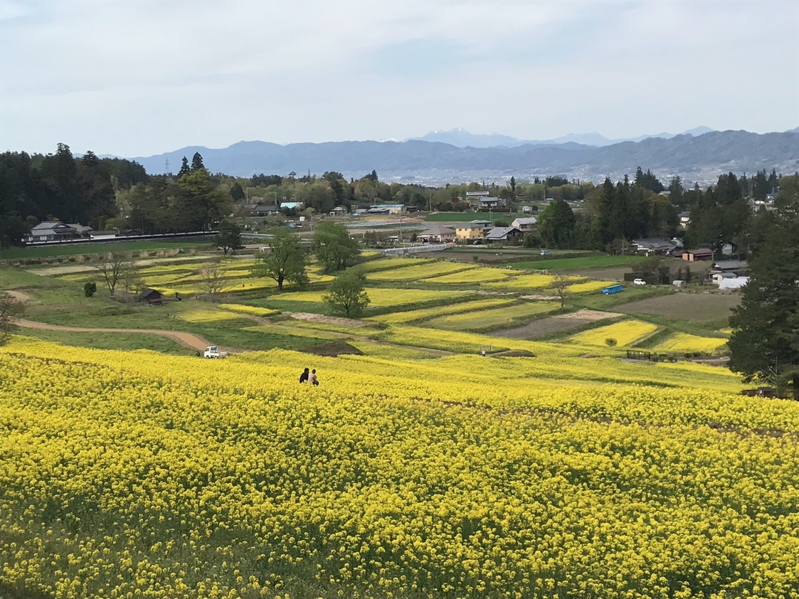 【4〜5月】菜の花畑