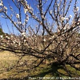 【観光】湯の宮座論梅(国指定天然記念物)お車で約２０分