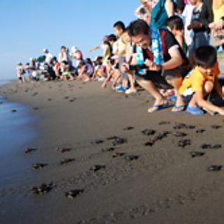 【観光】富田浜公園(ウミガメ放流)お車で約１０分