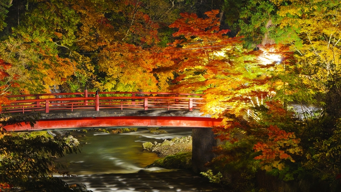 **【中野もみじ山】紅葉ライトアップ