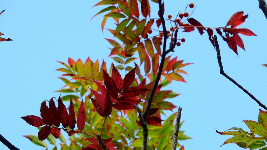 *これから色鮮やかな紅葉の始まり