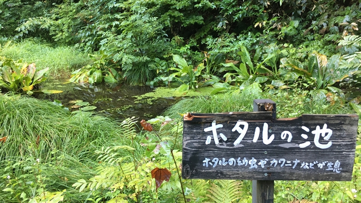 *【竜神の池】通称：ホタルの池。つり橋を渡った「ふるさと館」の裏手