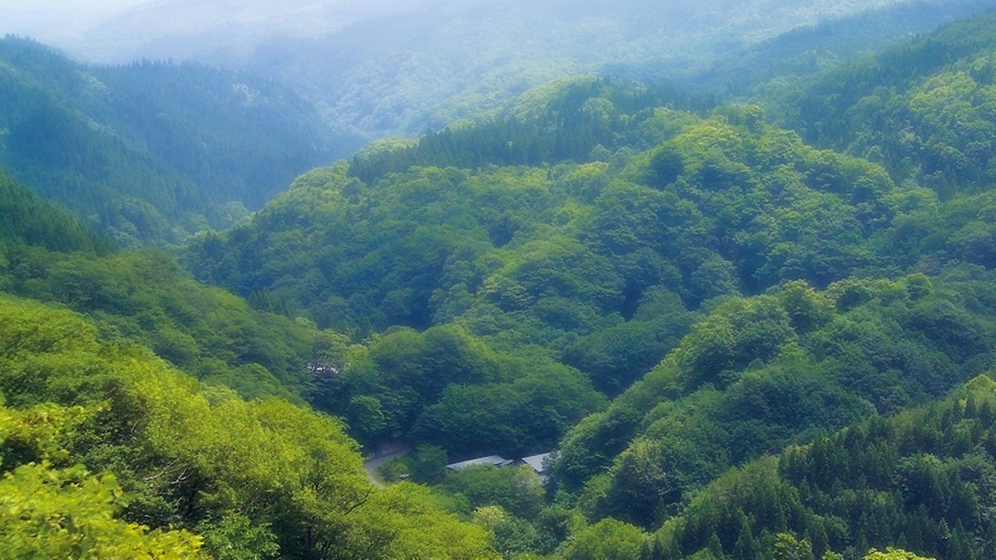 *【展望】美しい緑の景色が広がります