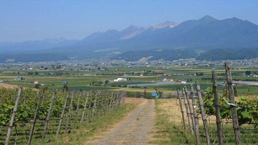 あしたやのお気に入り、近くのぶどう畑から富良野の風景と十勝岳