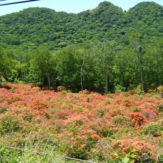 【赤城山ツツジ】日本百名山の赤城山写真は6月のツツジです