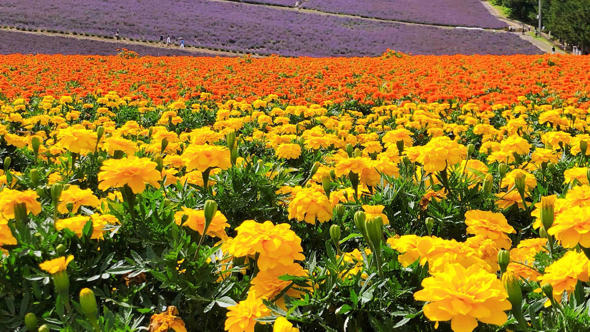 【富良野の景観】色とりどりの花が咲き誇ります