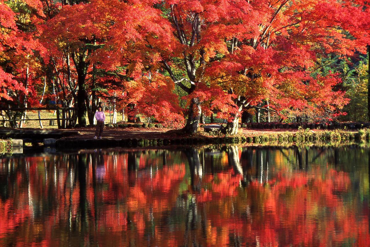 雲場池紅葉