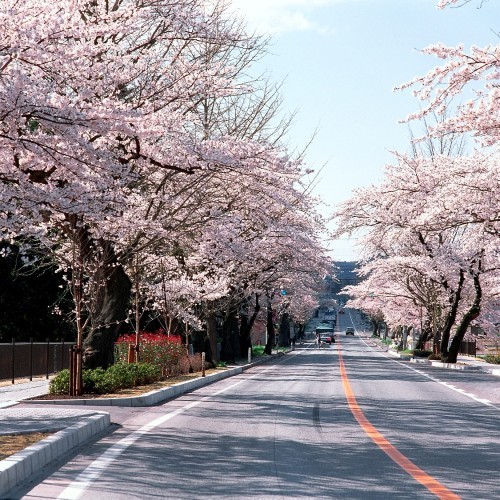 世界文化遺産平泉春