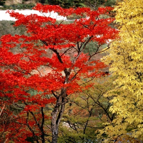 秋の西和賀紅葉