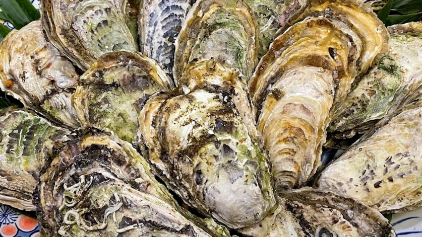 **大ぶりのブランド牡蠣「島の日干し牡蠣」。なかなか市場に出回らない逸品です。