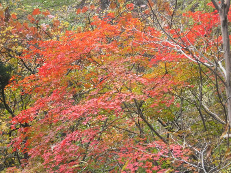 紅葉