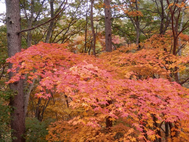 紅葉